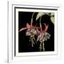 Graphic Fuchsia I-Jennifer Goldberger-Framed Art Print