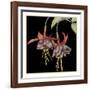 Graphic Fuchsia I-Jennifer Goldberger-Framed Art Print