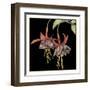 Graphic Fuchsia I-Jennifer Goldberger-Framed Art Print