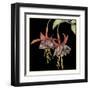 Graphic Fuchsia I-Jennifer Goldberger-Framed Art Print