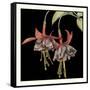 Graphic Fuchsia I-Jennifer Goldberger-Framed Stretched Canvas