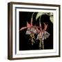 Graphic Fuchsia I-Jennifer Goldberger-Framed Art Print