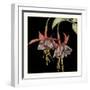 Graphic Fuchsia I-Jennifer Goldberger-Framed Art Print