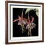 Graphic Fuchsia I-Jennifer Goldberger-Framed Art Print