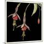 Graphic Fuchsia III-Jennifer Goldberger-Mounted Art Print