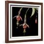 Graphic Fuchsia III-Jennifer Goldberger-Framed Art Print