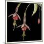 Graphic Fuchsia III-Jennifer Goldberger-Mounted Art Print