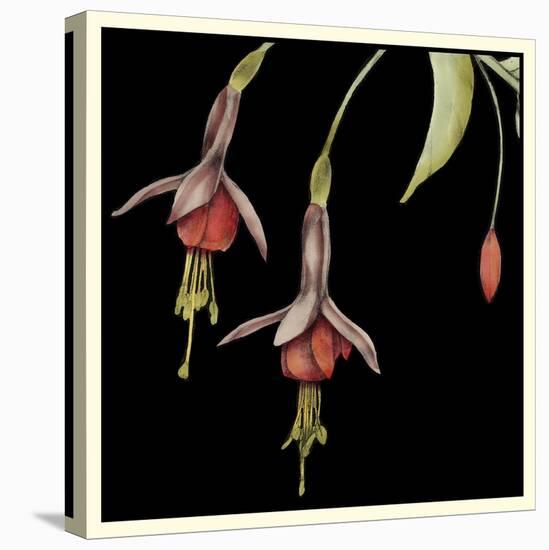 Graphic Fuchsia III-Jennifer Goldberger-Stretched Canvas