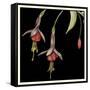 Graphic Fuchsia III-Jennifer Goldberger-Framed Stretched Canvas