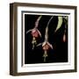 Graphic Fuchsia III-Jennifer Goldberger-Framed Art Print