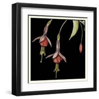 Graphic Fuchsia III-Jennifer Goldberger-Framed Art Print