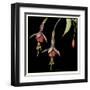 Graphic Fuchsia III-Jennifer Goldberger-Framed Art Print