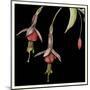 Graphic Fuchsia III-Jennifer Goldberger-Mounted Art Print