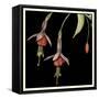 Graphic Fuchsia III-Jennifer Goldberger-Framed Stretched Canvas