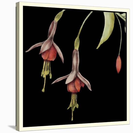 Graphic Fuchsia III-Jennifer Goldberger-Stretched Canvas