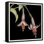 Graphic Fuchsia IV-Jennifer Goldberger-Framed Stretched Canvas