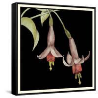 Graphic Fuchsia IV-Jennifer Goldberger-Framed Stretched Canvas