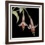 Graphic Fuchsia IV-Jennifer Goldberger-Framed Art Print