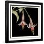 Graphic Fuchsia IV-Jennifer Goldberger-Framed Art Print