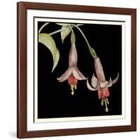 Graphic Fuchsia IV-Jennifer Goldberger-Framed Art Print