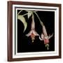 Graphic Fuchsia IV-Jennifer Goldberger-Framed Art Print