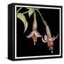 Graphic Fuchsia IV-Jennifer Goldberger-Framed Stretched Canvas