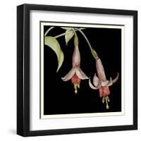 Graphic Fuchsia IV-Jennifer Goldberger-Framed Art Print