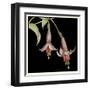 Graphic Fuchsia IV-Jennifer Goldberger-Framed Art Print