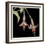 Graphic Fuchsia IV-Jennifer Goldberger-Framed Art Print