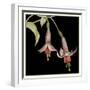 Graphic Fuchsia IV-Jennifer Goldberger-Framed Art Print