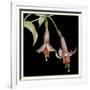 Graphic Fuchsia IV-Jennifer Goldberger-Framed Art Print