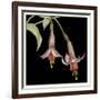 Graphic Fuchsia IV-Jennifer Goldberger-Framed Art Print