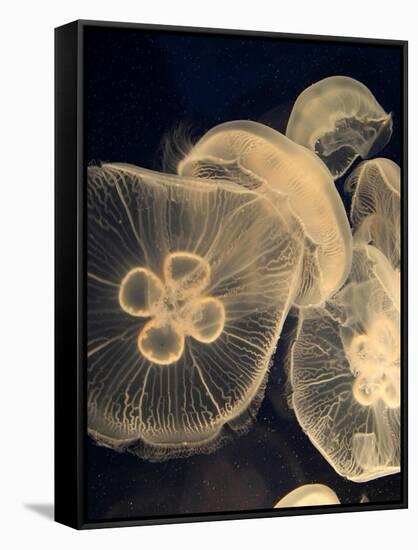 Graphic Jellyfish I-Vision Studio-Framed Stretched Canvas