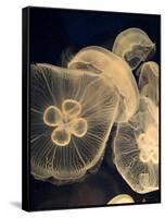 Graphic Jellyfish I-Vision Studio-Framed Stretched Canvas