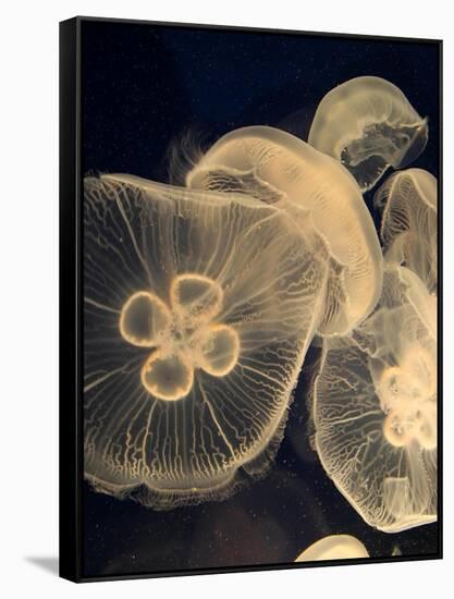 Graphic Jellyfish I-Vision Studio-Framed Stretched Canvas