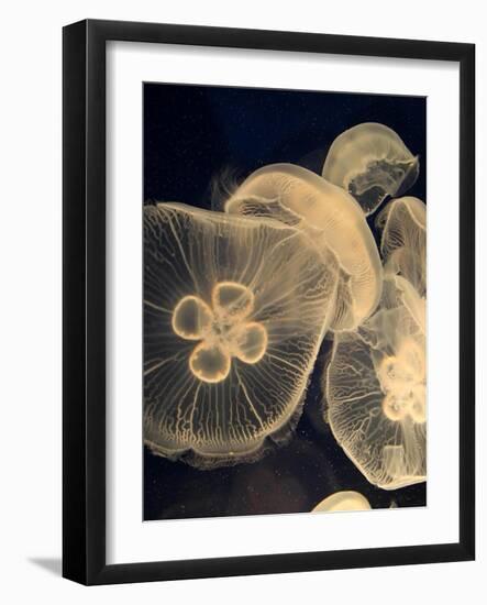 Graphic Jellyfish I-Vision Studio-Framed Art Print