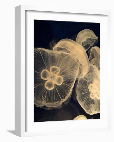 Graphic Jellyfish I-Vision Studio-Framed Art Print