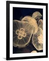 Graphic Jellyfish I-Vision Studio-Framed Art Print