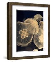 Graphic Jellyfish I-Vision Studio-Framed Art Print