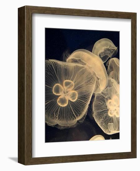 Graphic Jellyfish I-Vision Studio-Framed Art Print