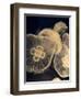 Graphic Jellyfish I-Vision Studio-Framed Art Print