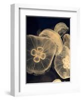 Graphic Jellyfish I-Vision Studio-Framed Art Print