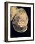 Graphic Jellyfish II-Vision Studio-Framed Art Print