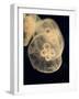 Graphic Jellyfish II-Vision Studio-Framed Art Print