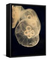 Graphic Jellyfish II-Vision Studio-Framed Stretched Canvas