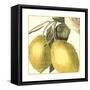 Graphic Lemon-Vision Studio-Framed Stretched Canvas