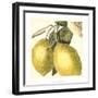 Graphic Lemon-Vision Studio-Framed Art Print