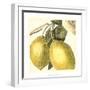 Graphic Lemon-Vision Studio-Framed Art Print