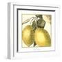 Graphic Lemon-Vision Studio-Framed Art Print