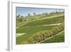 Graphic Lines of Green Sloped Vineyards and Autumn Trees in Cape Peninsula, Cape Town, South Africa-Kimberly Walker-Framed Photographic Print